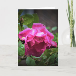 Rose, card