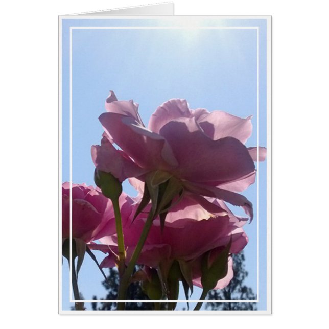 Rose card, blank, 7 (Front)
