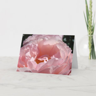 Rose Cards Pastel Pink Roses Holiday Gift Card