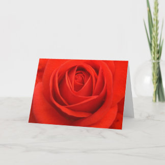 Rose cards, Red Holiday Card