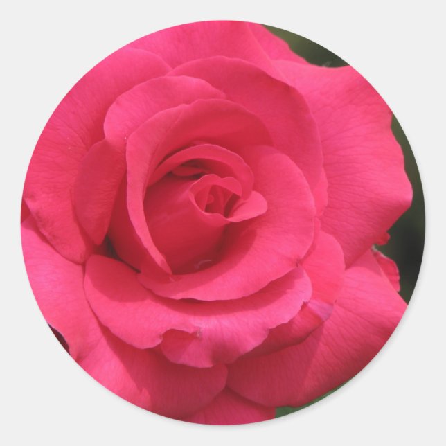 Rose Classic Round Sticker (Front)