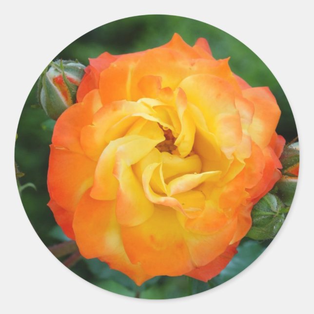 Rose Classic Round Sticker, Glossy Classic Round Sticker (Front)