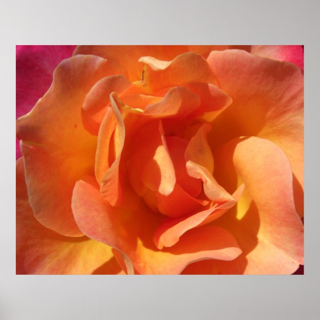 Rose Close Up Poster (Front)