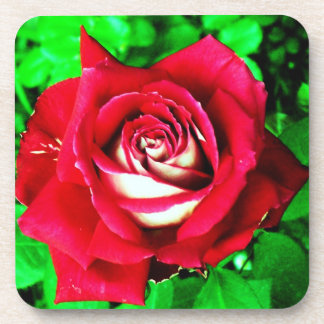 Rose Coaster