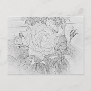 Rose Colouring Sheet Postcard
