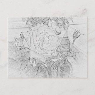 Rose Colouring Sheet Postcard