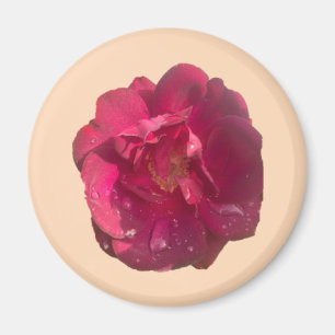 Rose D Magnet