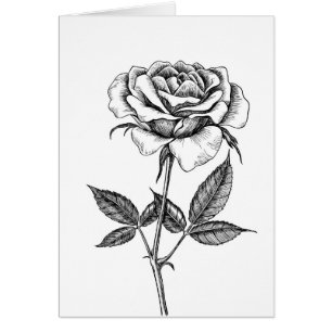 Rose drawing