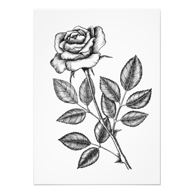 Rose drawing 2 photo print (Front)
