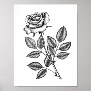 Rose drawing 2 poster