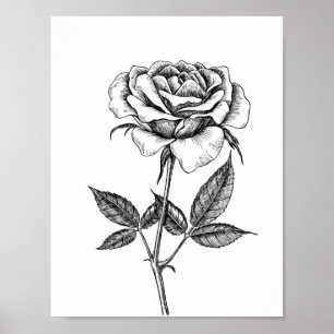 Rose drawing poster