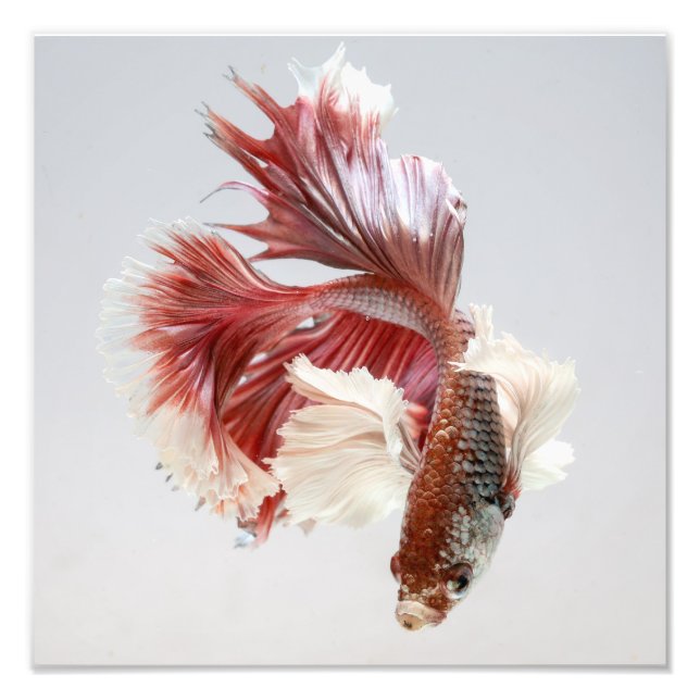 Rose Dumbo Halfmoon Betta Fish Print (Front)