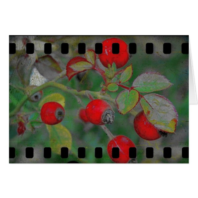 Rose Film 2 (Front Horizontal)