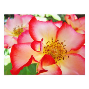 Rose Floral Photography Canvas prints