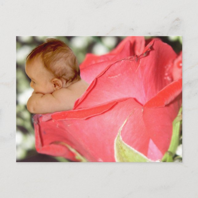 Rose Flower Baby Postcard (Front)
