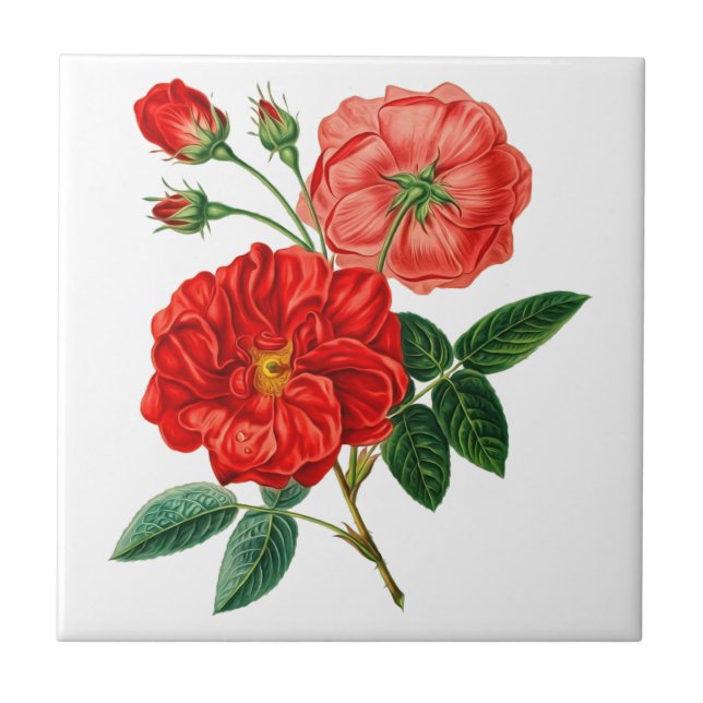 Rose flower Ceramic Tile (Front)