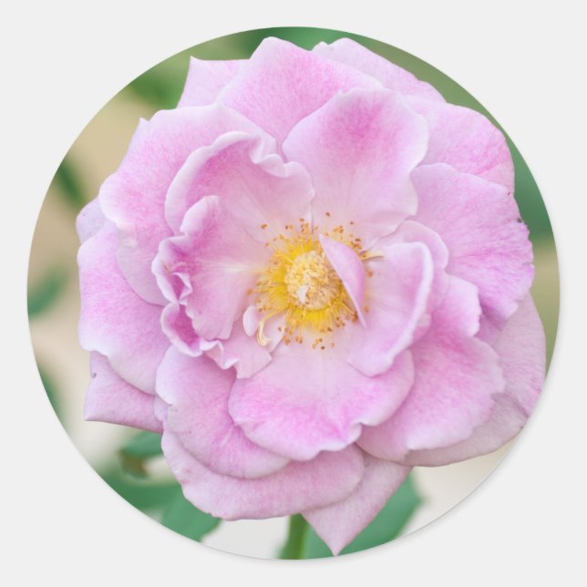 Rose flower classic round sticker (Front)