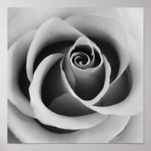 Rose Flower Close Up Black and White Photography Poster