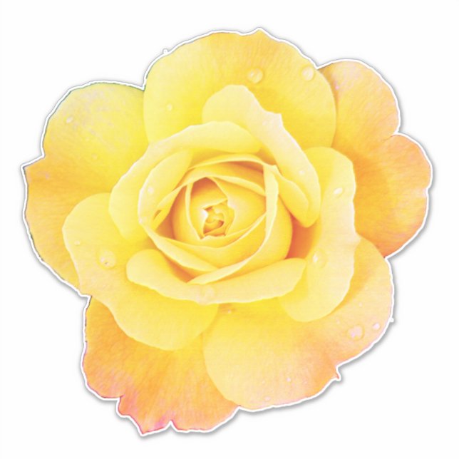 Rose Flower Floral Orange Yellow Easter Spring (Front)