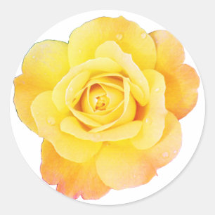 Rose Flower Floral Orange Yellow Easter Spring Classic Round Sticker