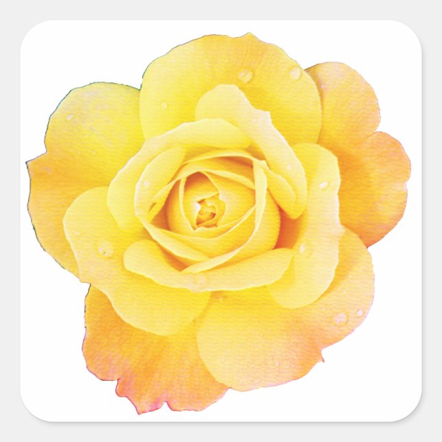 Rose Flower Floral Orange Yellow Easter Spring Square Sticker (Front)