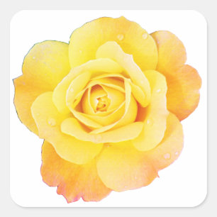 Rose Flower Floral Orange Yellow Easter Spring Square Sticker