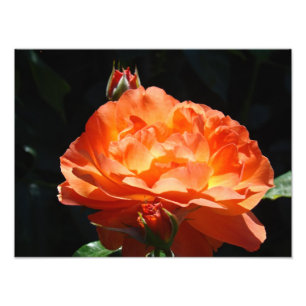 Rose Flower Garden Photography Fine art prints