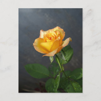 rose flower postcard