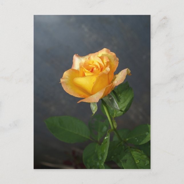 rose  flower postcard (Front)