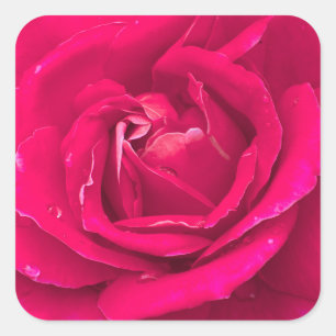 Rose flower square sticker