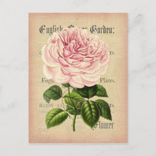 Rose flower vintage feminine floral postcard