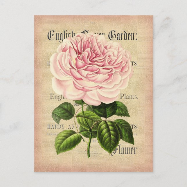 Rose flower vintage feminine floral postcard (Front)