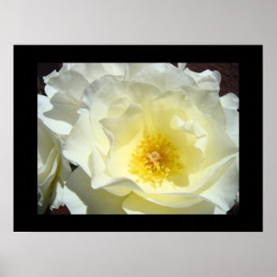 Rose Flower White Yellow Fine Art Prints
