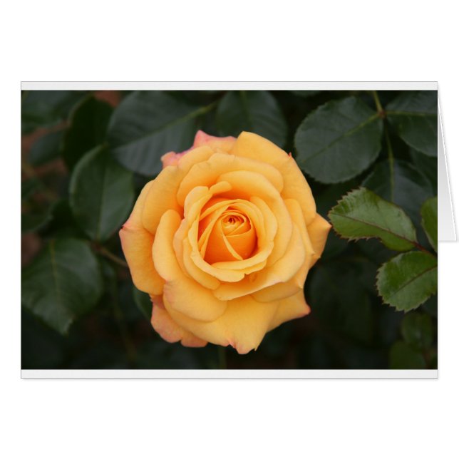 rose flowers flower  love wife sweetheart couple (Front Horizontal)