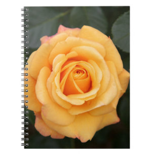 rose flowers flower love wife sweetheart couple notebook