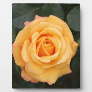 rose flowers flower love wife sweetheart couple plaque