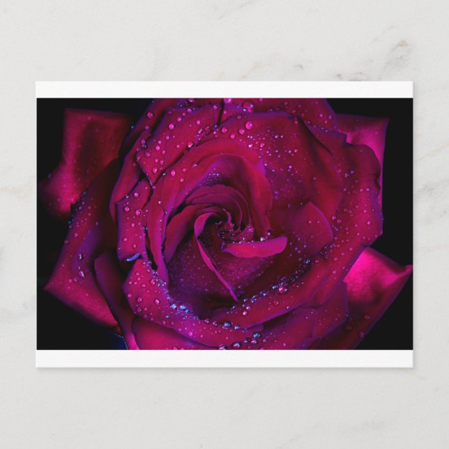 rose flowers flower red water droplets date dance postcard (Front)