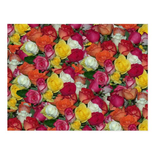 rose galore postcard