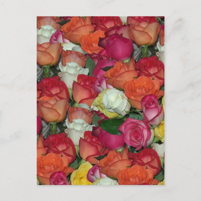 rose galore postcard (Front)