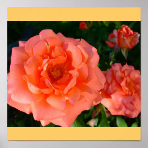 Rose Garden Mod Chic Classy Floral Blossoms Poster