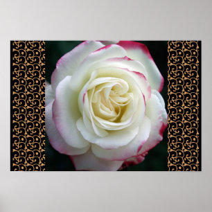 Rose Garden Mod Chic Classy Floral Blossoms Poster
