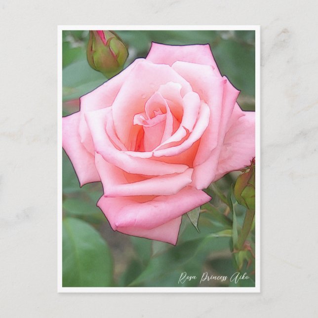 Rose Garden Postcard (Front)