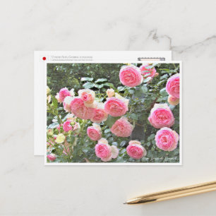 Rose Garden Postcard