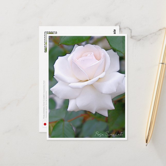 Rose Garden Postcard (Front/Back In Situ)