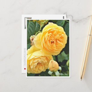 Rose Garden Postcard