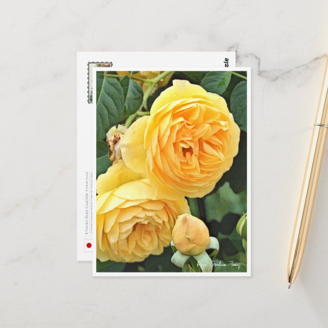 Rose Garden Postcard (Front/Back In Situ)