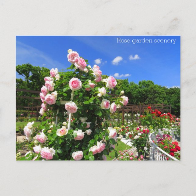 Rose garden scenery:Postcard Postcard (Front)