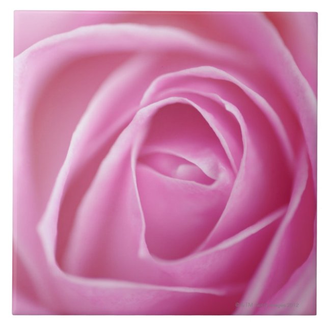 Rose, Germany Tile (Front)