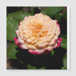 Rose Glory