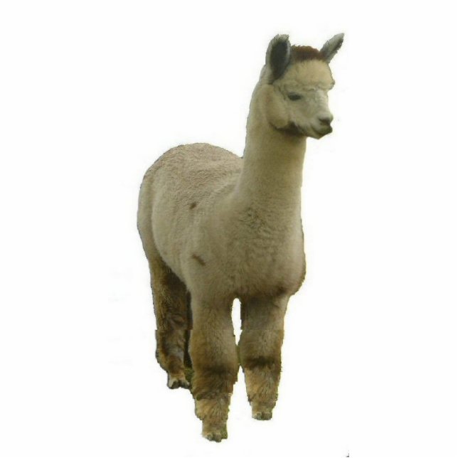 Rose Grey Alpaca Standing Photo Sculpture (Front)
